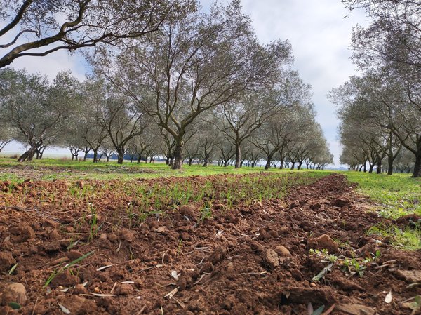 Comment développer des projets d'agroforesterie pour la restauration des sols dégradés ?